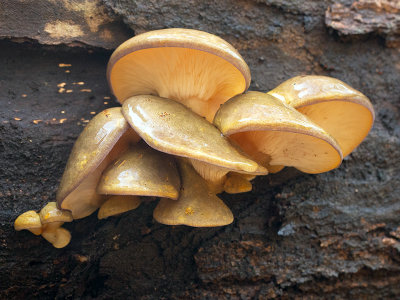 Late Fall Oyster Mushrooms