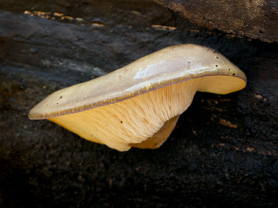 Late Fall Oyster Mushroom