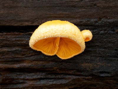 Orange Mock Oyster Mushroom