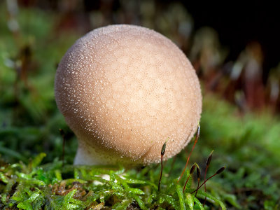 Pear-shaped Puffball Mushroom