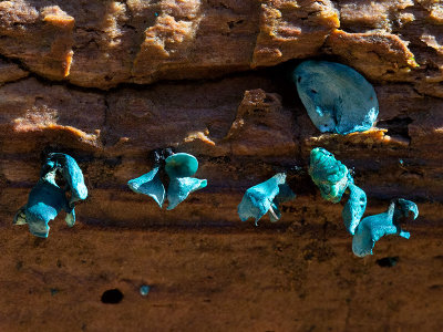 Green Wood-cup Fungus