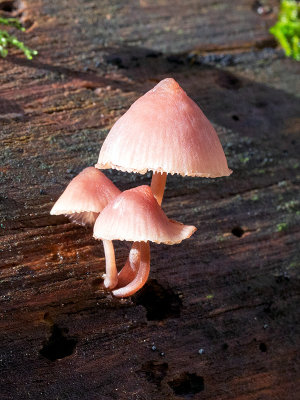 Bleeding Mycena Mushroom