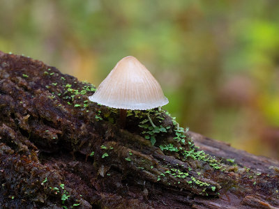 Common Mycena Mushroom