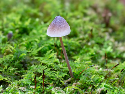 Blue Mycena Mushroom