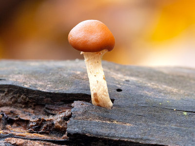 Deadly Galerina Mushroom