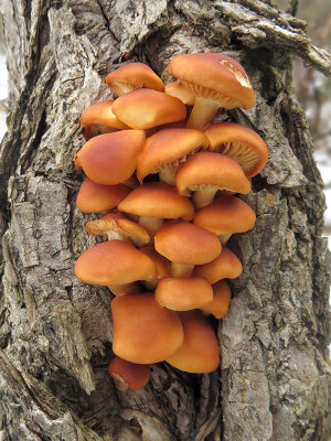 Velvet Foot Mushrooms