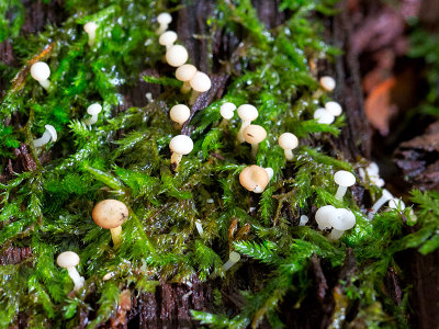 Oak Pin Fungus