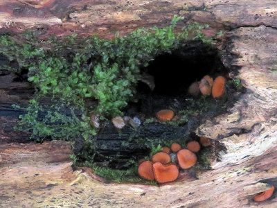 Eyelash Cup Fungus