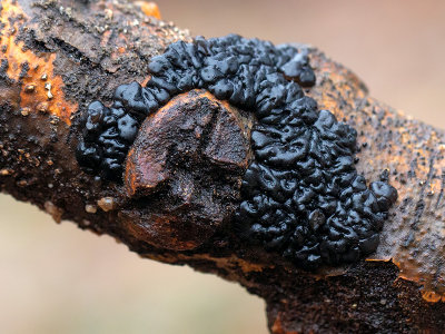 Black Jelly Roll Fungus