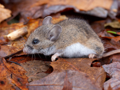 Deer Mouse