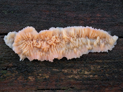 Trembling Merulius Fungus