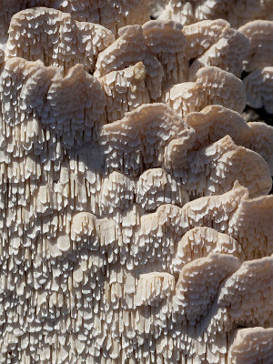 Milk-white Toothed Polypore Fungus