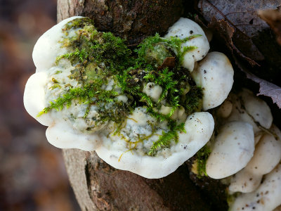 Mossy Maple Polypore Fungus