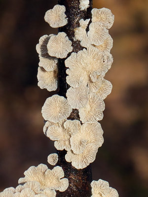 Crimped Gill Mushroom