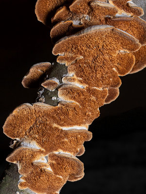 Violet Toothed Polypore Fungus