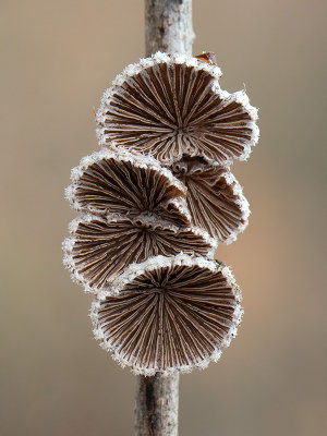 Common Split Gill Mushroom