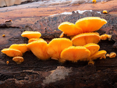 Orange Mock Oyster Mushroom