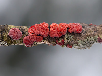 Red Tree Brain Fungus