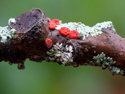 Red Tree Brain Fungus