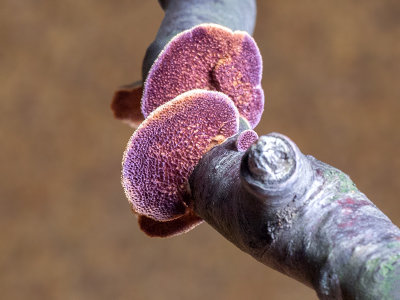 Violet Toothed Polypore Fungus