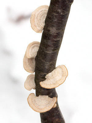 Violet Toothed Polypore Fungus