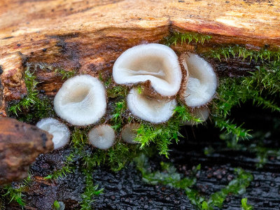 Eyelash Cup Fungus