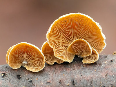 Luminescent Panellus Mushroom