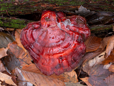 Hemlock Varnish Shelf Mushroom