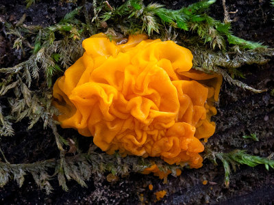 Witch's Butter Fungus