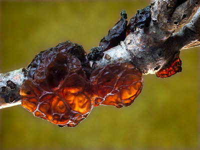 Amber Jelly Roll Fungus