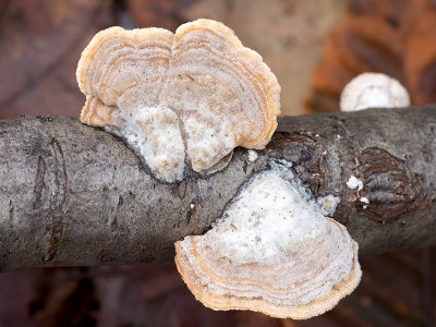 Violet Toothed Polypore Fungus