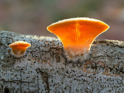 Orange Mock Oyster Mushroom