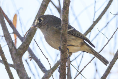 Hutton's Vireo