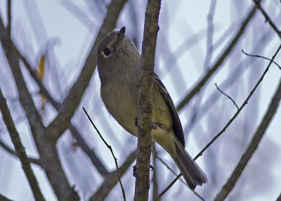 Hutton's Vireo