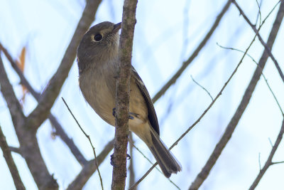 Hutton's Vireo