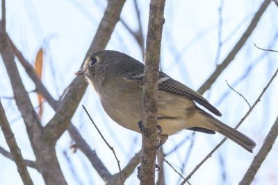 Hutton's Vireo