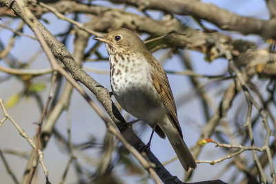 Hermit Thrush