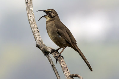 California Thrasher