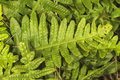 Coastal Wood Fern (Dryopteris arguta