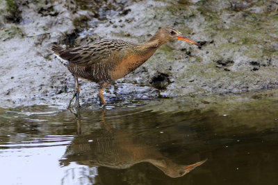 Ridgway's  Rail