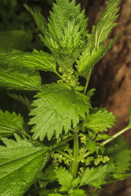 Dwarf Nettle (Urtica urens)