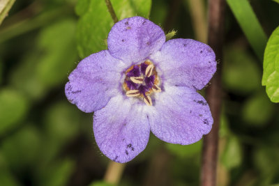 Fiesta Flower (Pholistoma auritum)