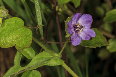 Fiesta Flower (Pholistoma auritum)