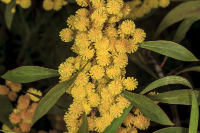 Red-eye Acacia (Acacia cyclops)