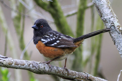 Spotted Towhee