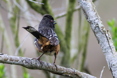 Spotted Towhee