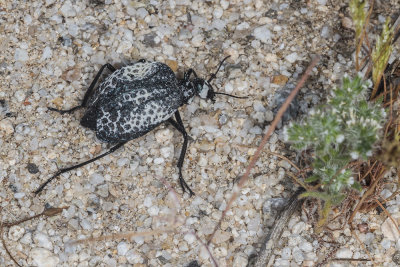 Inflated Beetle (Cysteodemus armatus)