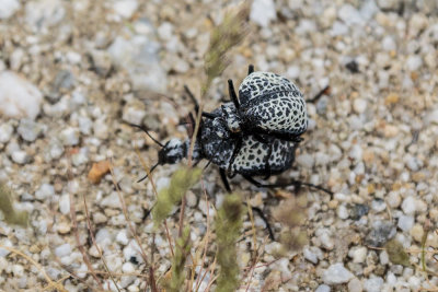 Inflated Beetle (Cysteodemus armatus)