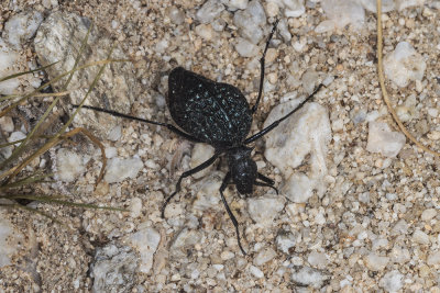 Inflated Beetle (Cysteodemus armatus)