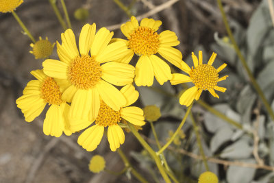 Bittlebush  (Encelia farinosa)